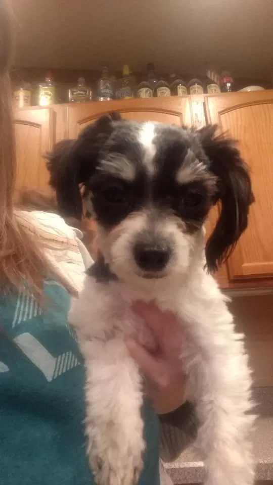 Lost dog in Stoutsville, OH, 43154