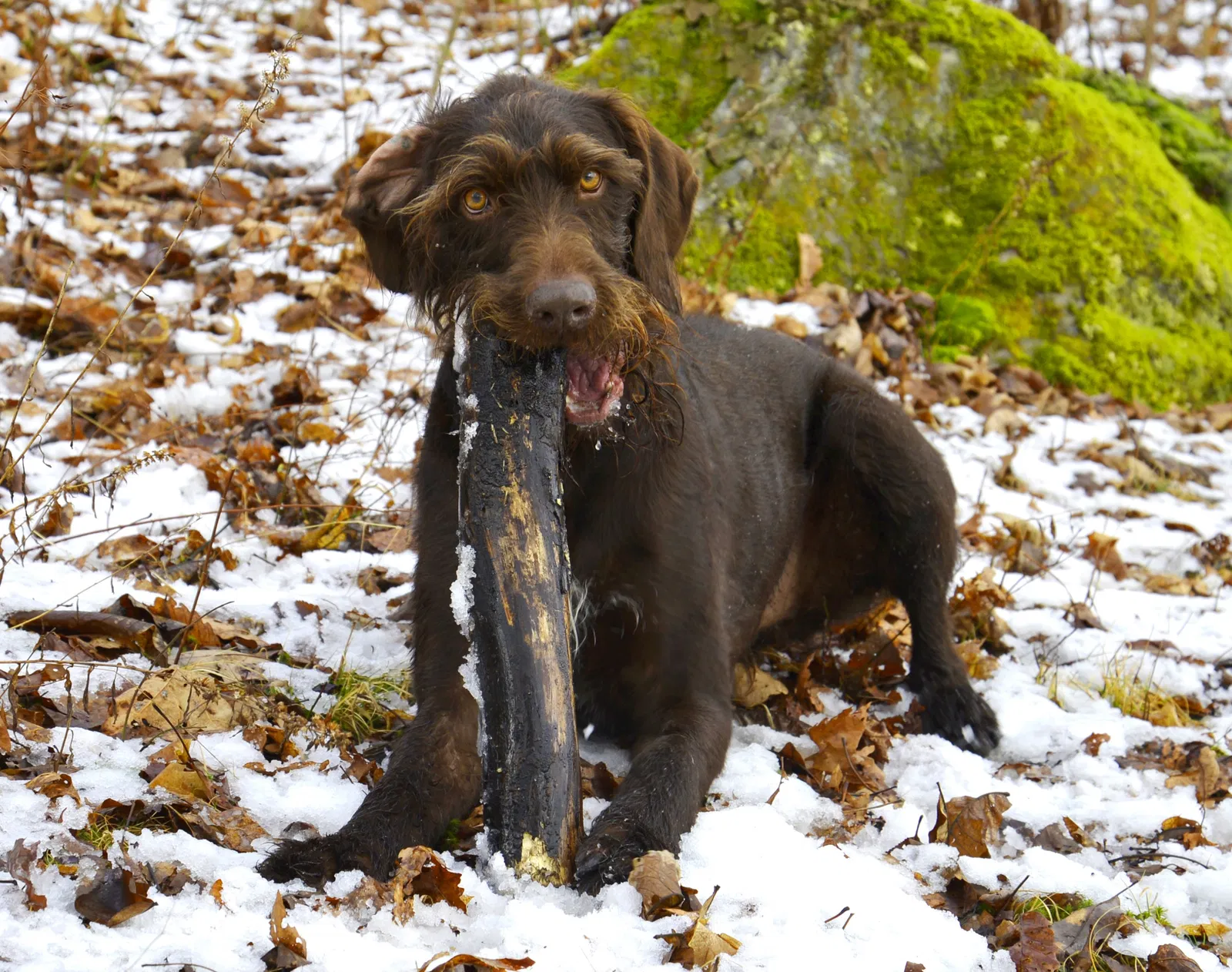 Lost dog in Tunnelton, WV, 26444