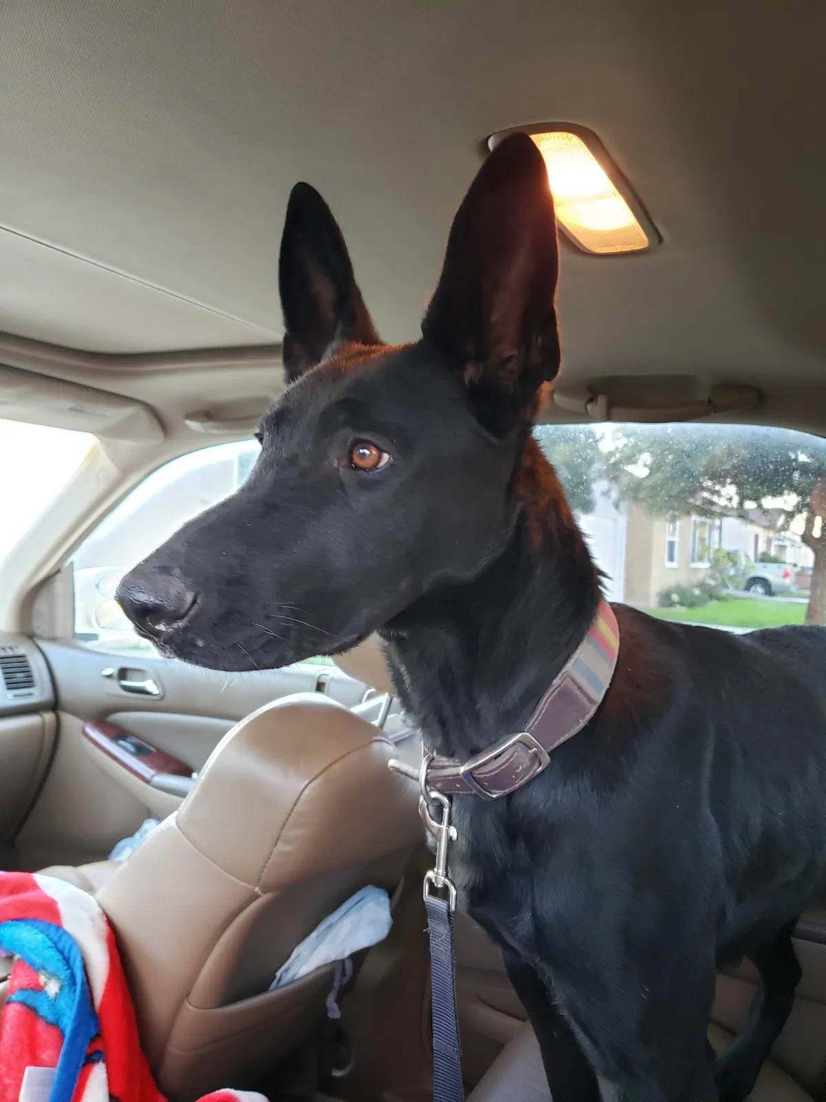 Found dog in Norwalk, CA, 90650