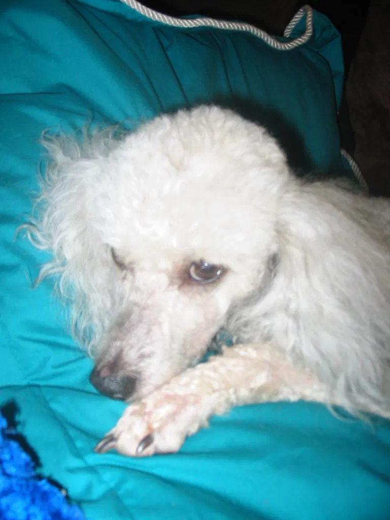 Lost dog in Franklinton, NC, 27525
