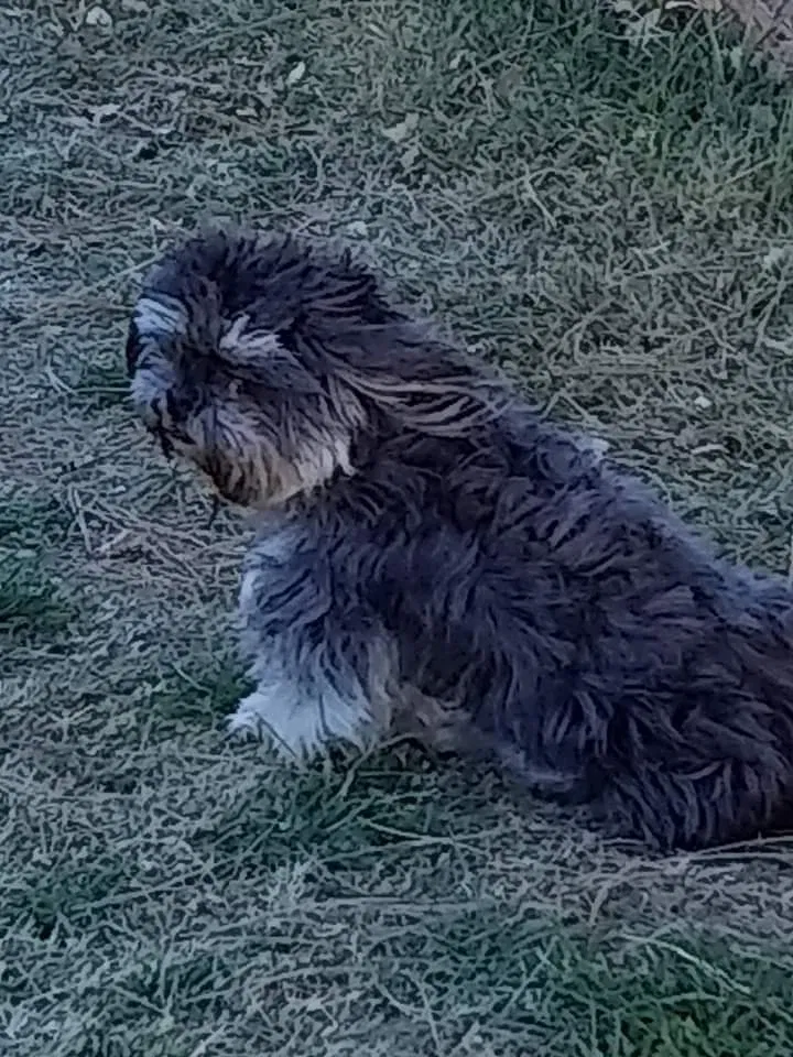 Lost dog in Clayton, NM, 88415