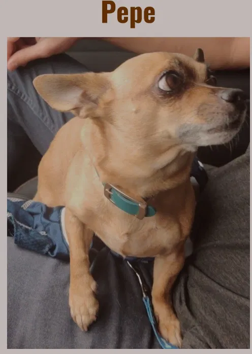 Lost dog in Long Beach, CA, 90813