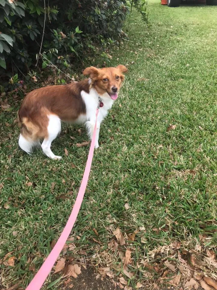 Lost dog in Hattiesburg, MS, 39402
