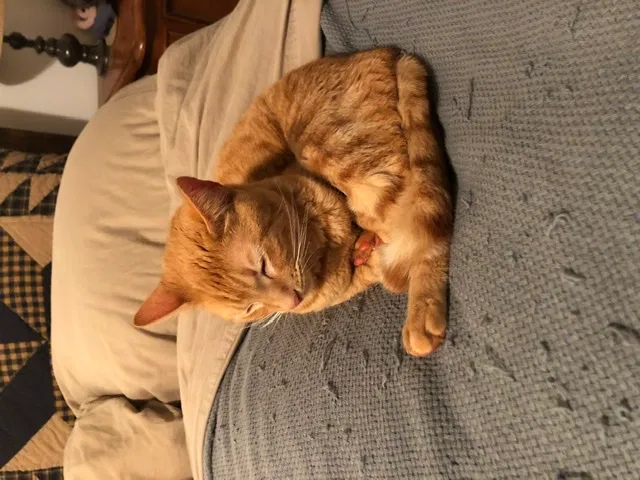 Found cat in Wellford, SC, 29385