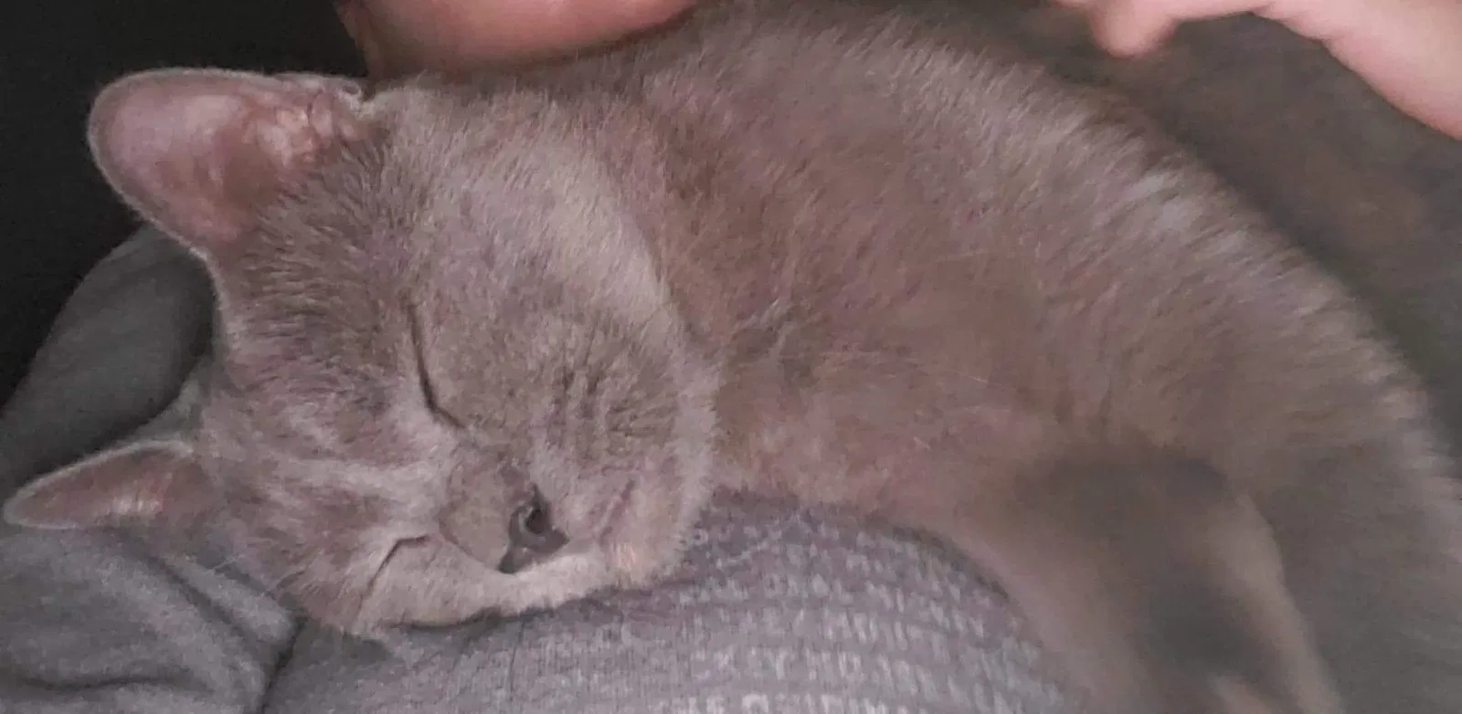 Lost cat in Lakeland, FL, 33810