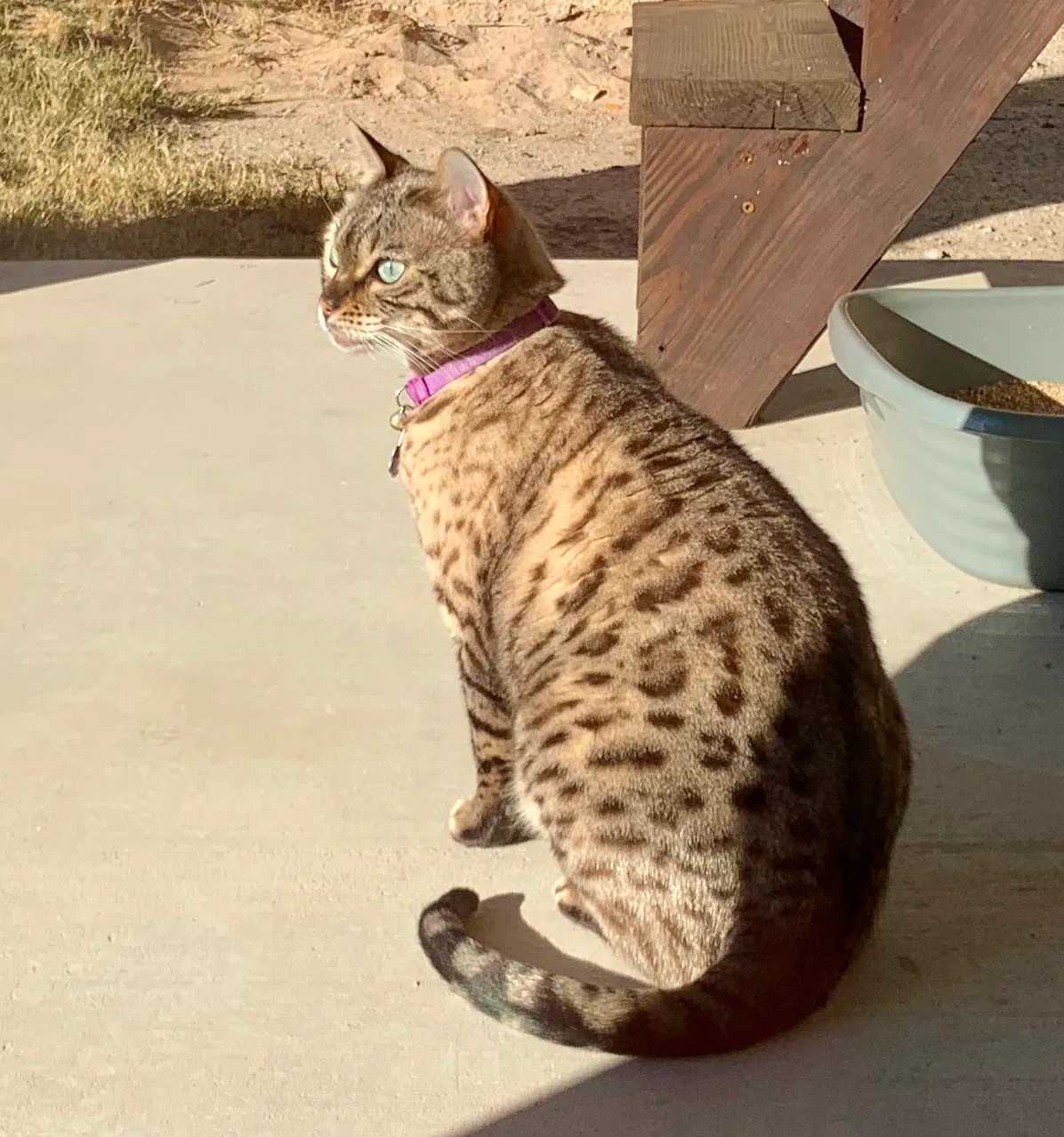 Lost cat in Santa Teresa, NM, 88008