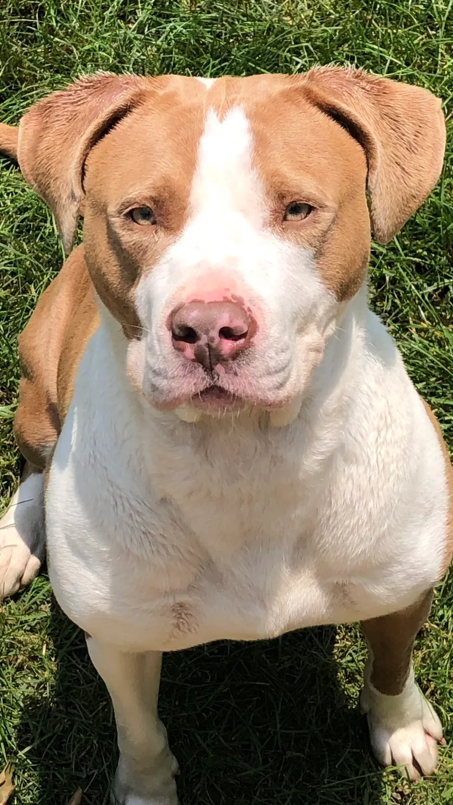 Lost dog in Dayton, OH, 45405