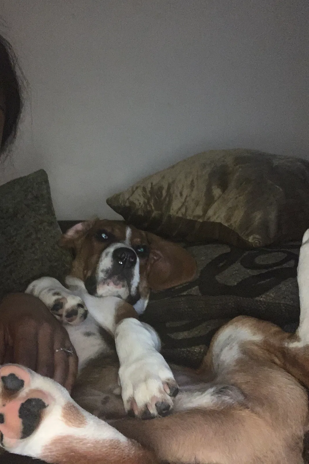 Lost dog in Columbus, OH, 43206