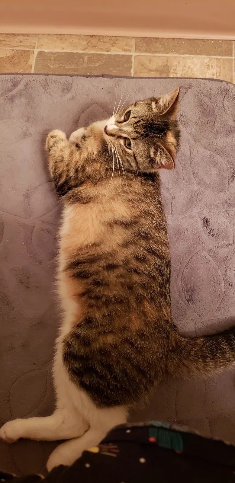 Lost cat in Ashville, OH, 43103