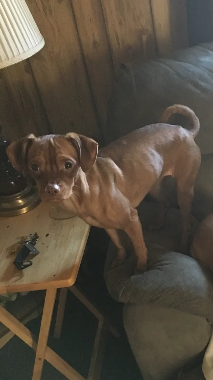 Missing Dog
