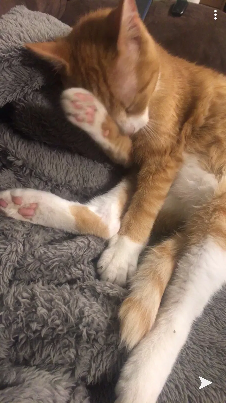 Lost cat in Stacy, MN, 55079