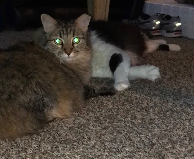 Lost cat in Dallas, TX, 75287