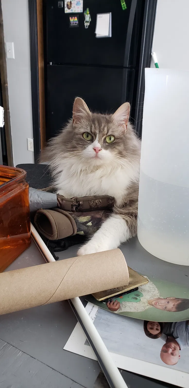 Found cat in Battle Creek, MI, 49014