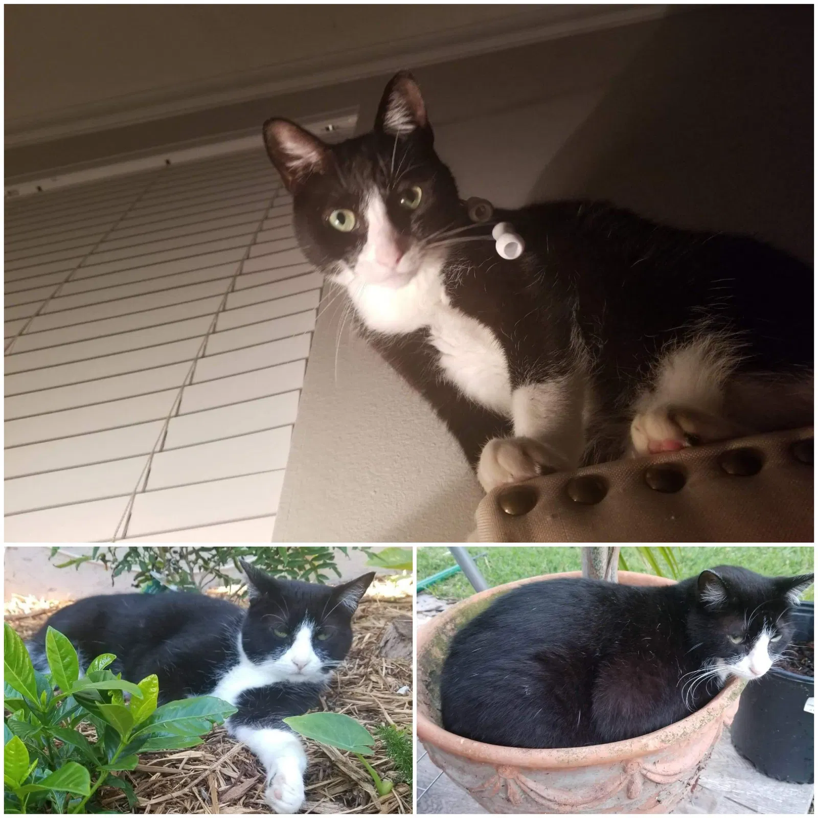 Lost cat in Seabrook, TX, 77586