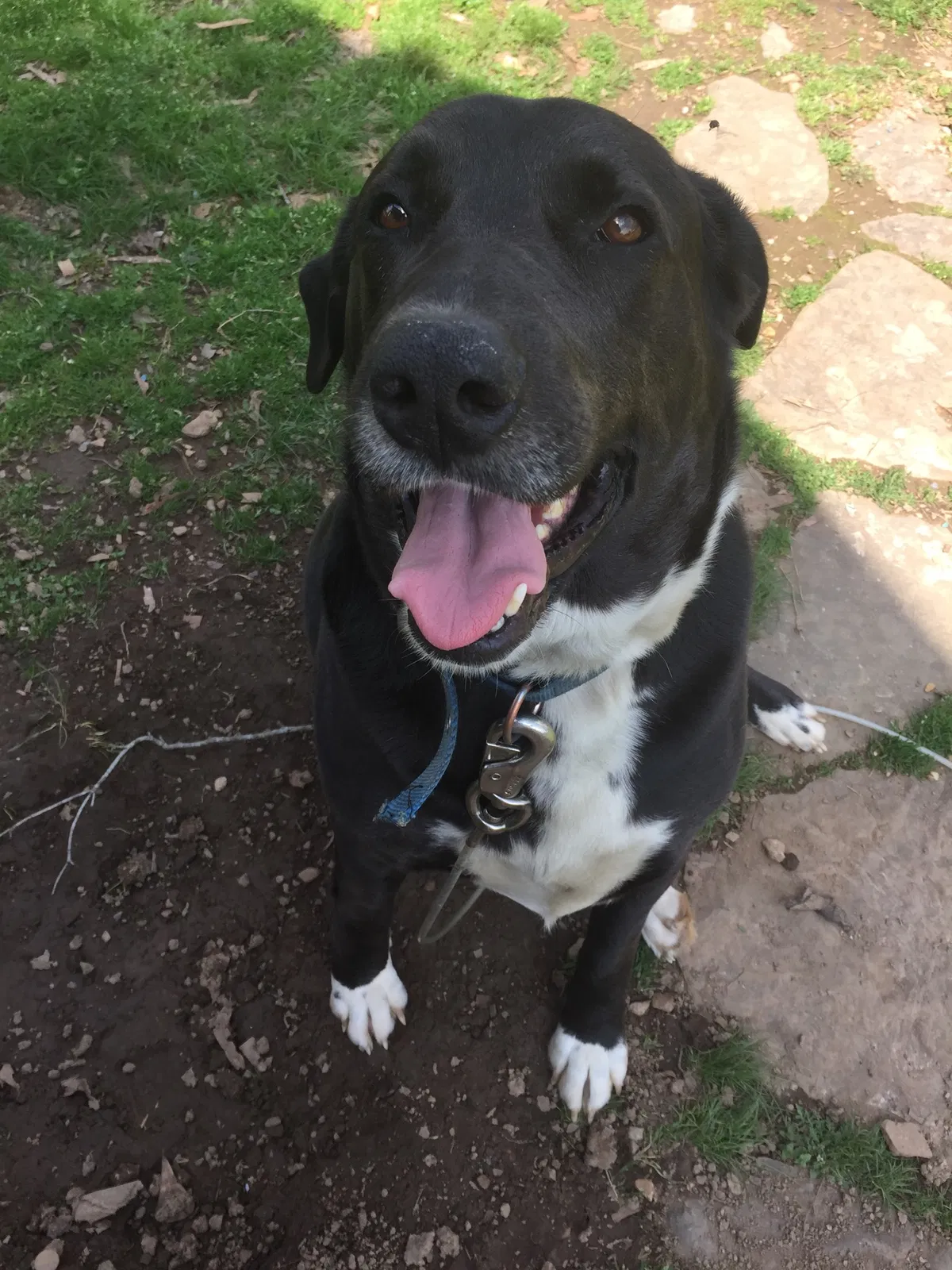 Lost dog in Hayden, AL, 35079