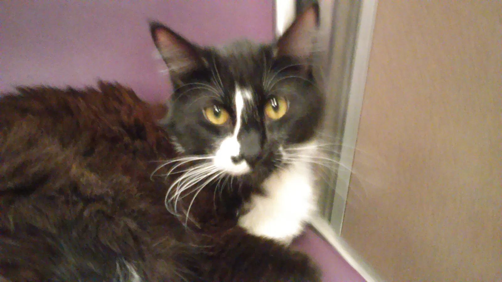 Lost cat in Hillsboro, OR, 97124