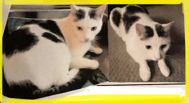Lost cat in Frederick, MD, 21701