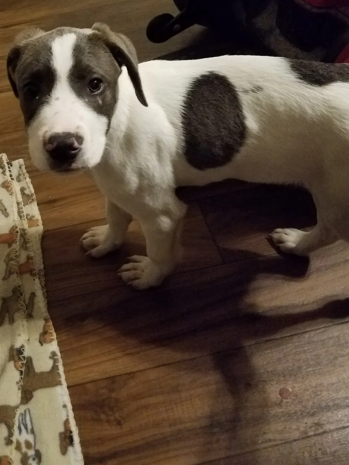 Found dog in Beeville, TX, 78102