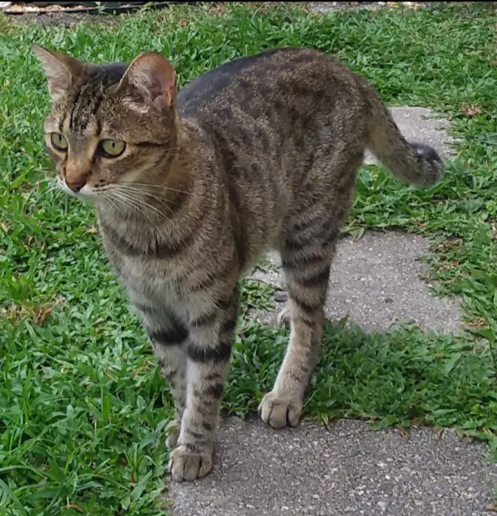 Lost cat in Saint Cloud, FL, 34772