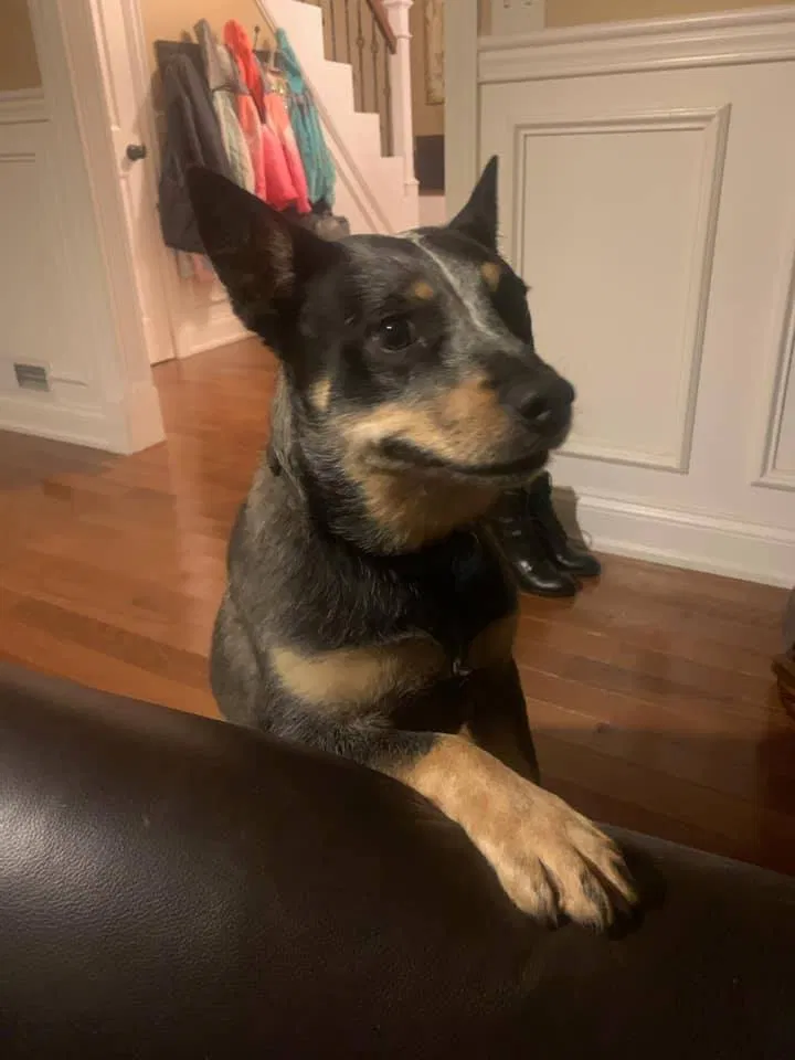 Lost dog in Somerset, KY, 42501