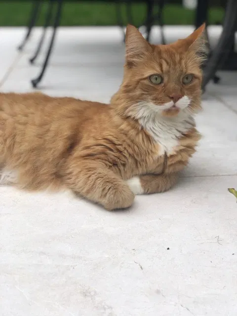 Lost cat in Sag Harbor, NY, 11963