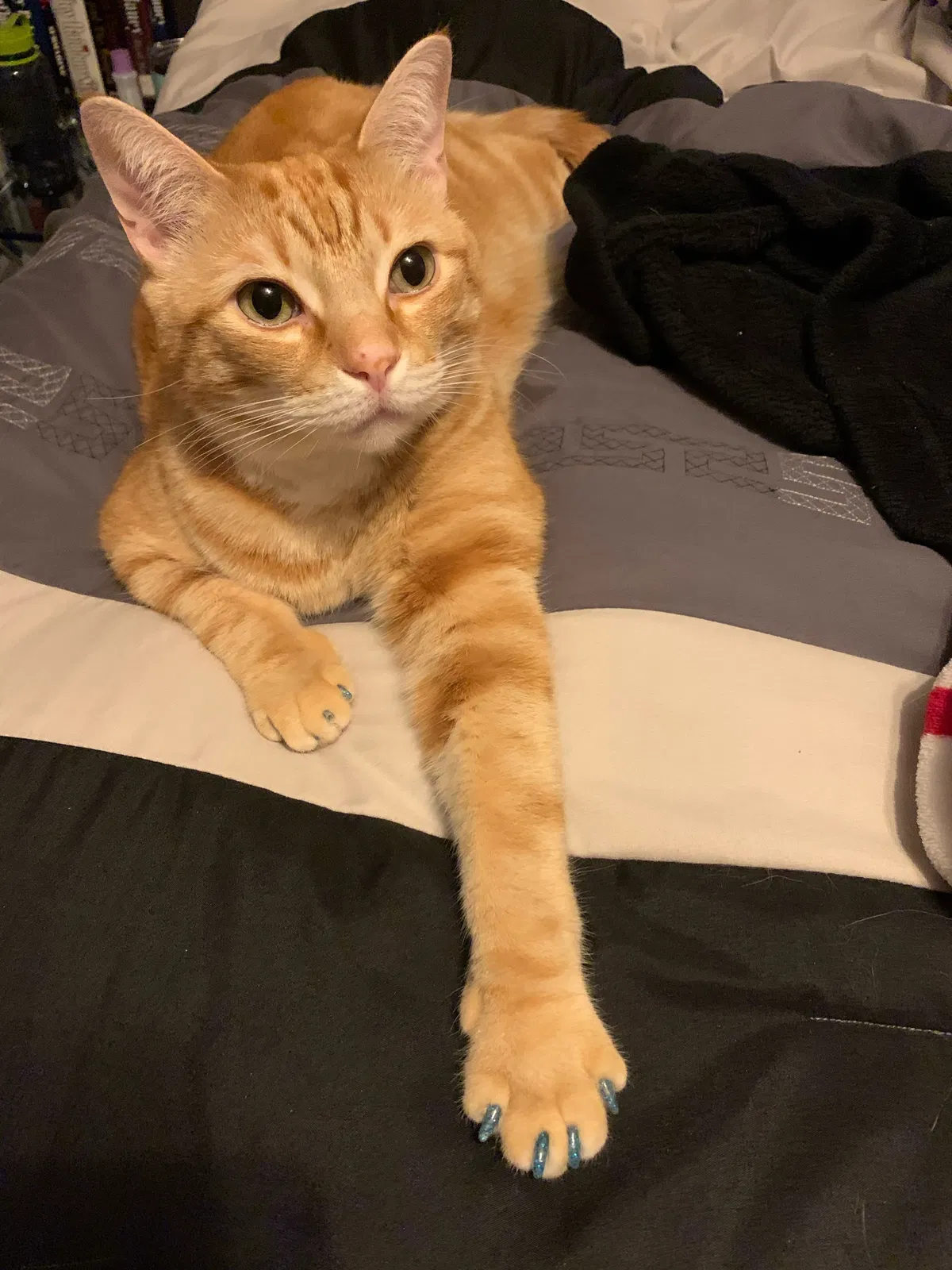 Lost cat in Arlington, TX, 76016