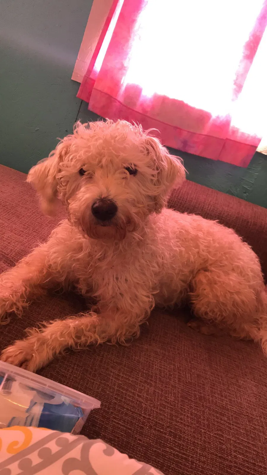 Lost dog in El Paso, AR, 72045