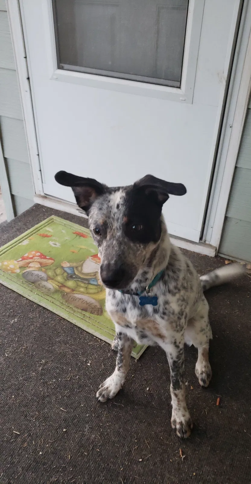 Lost dog in Windsor, CO, 80550