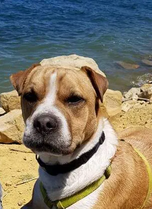 Lost dog in West Jordan, UT, 84081