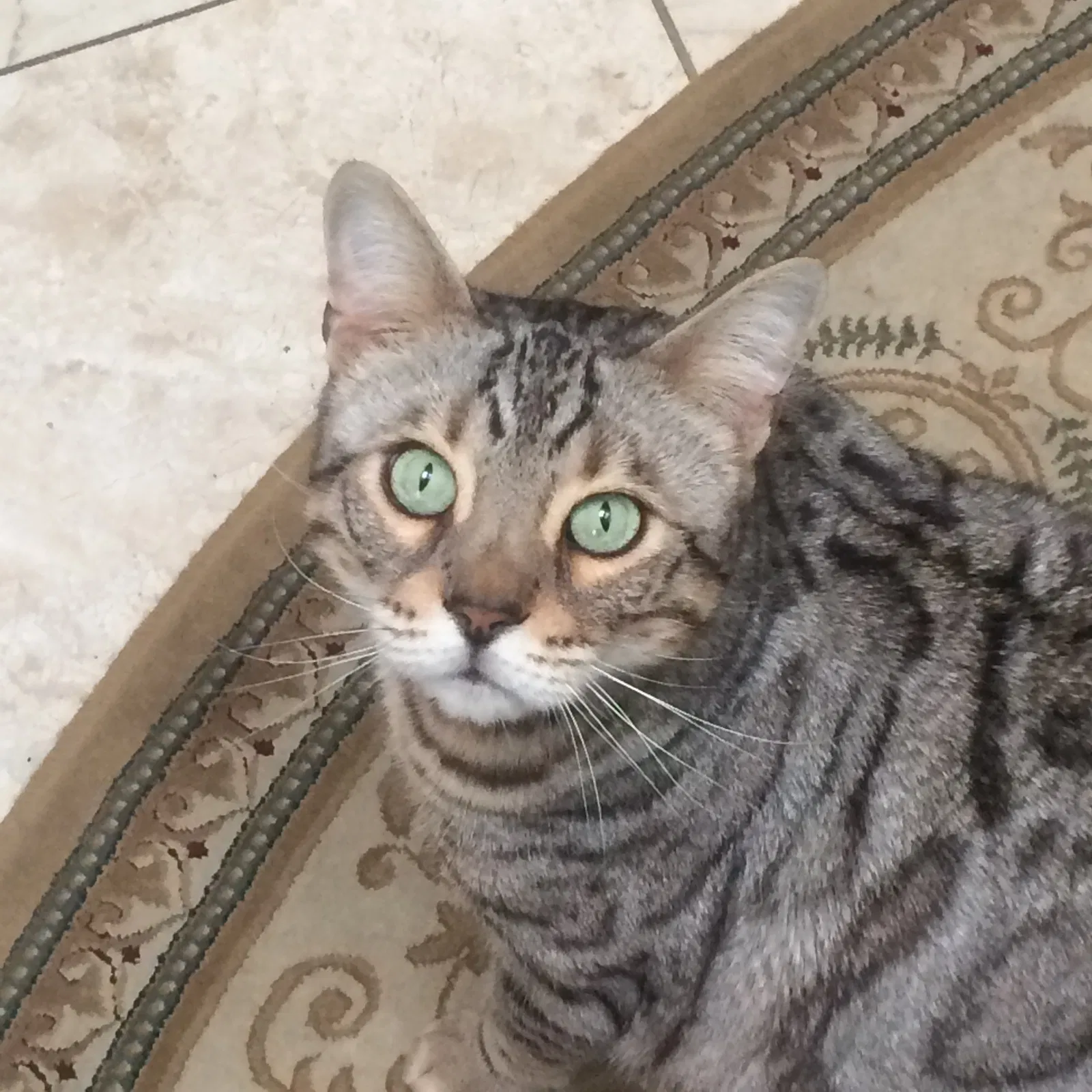 Lost cat in Livingston, NJ, 7039