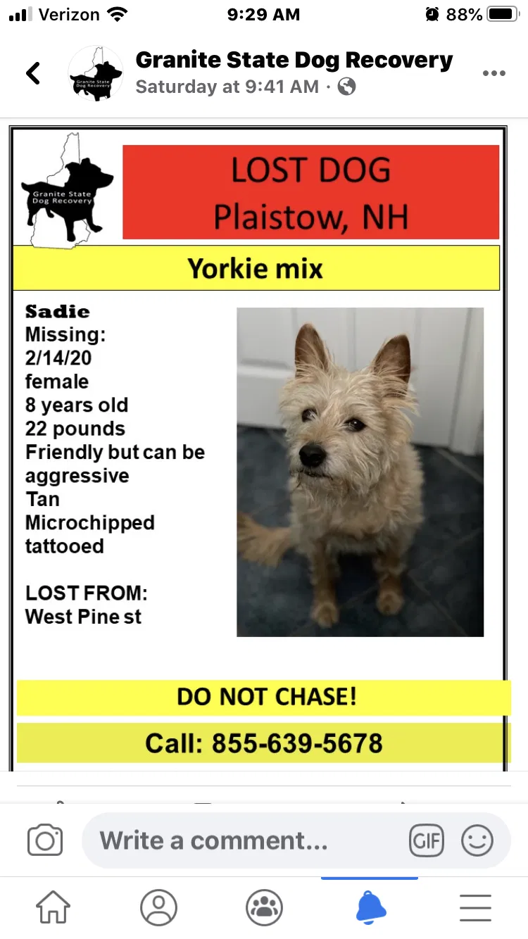 Lost dog in Plaistow, NH, 3865