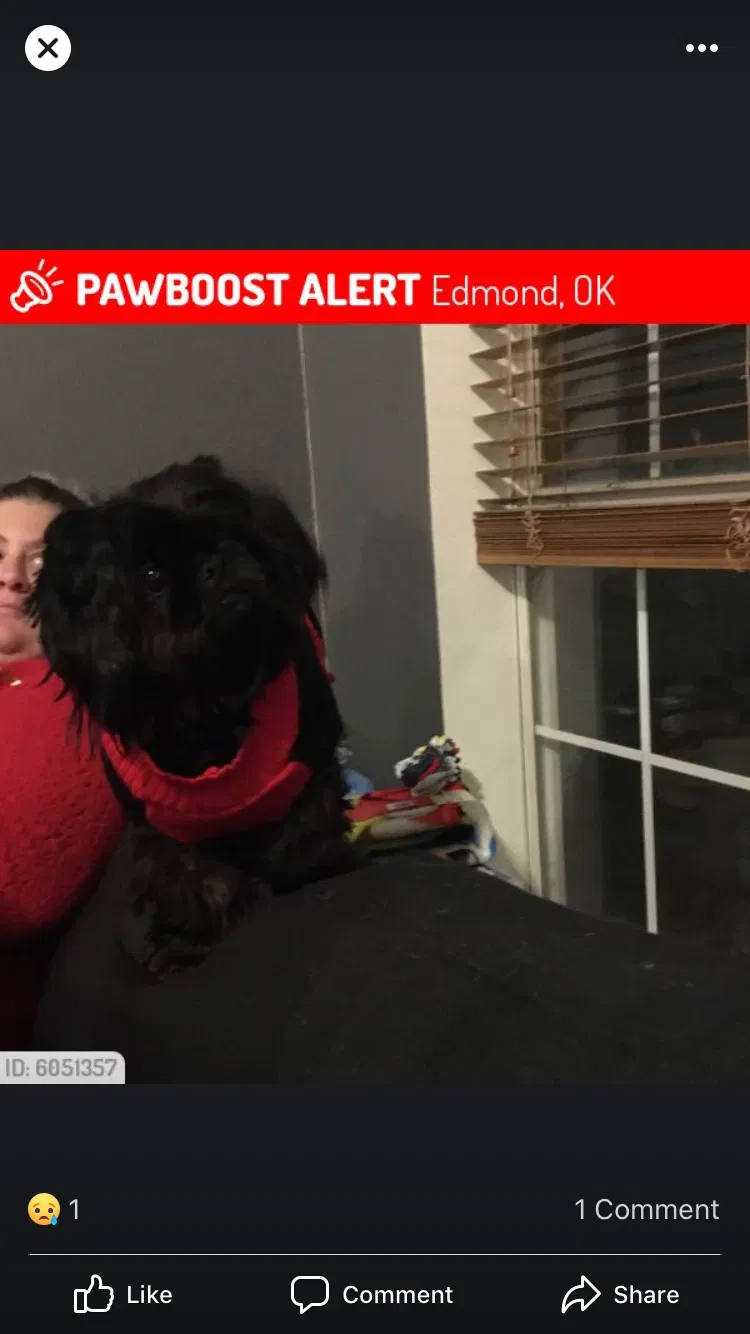 Lost dog in Edmond, OK, 73012