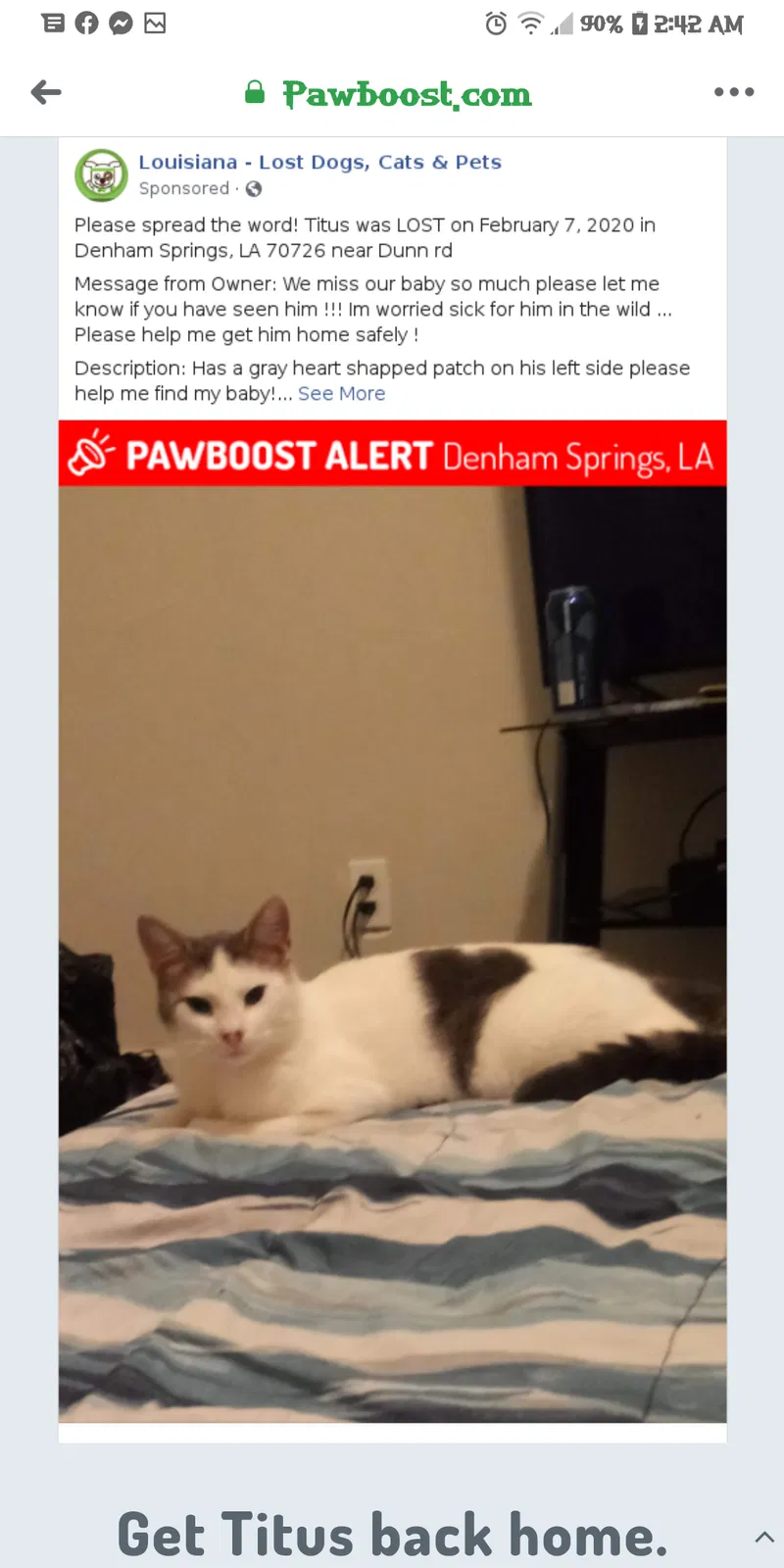 Lost cat in Denham Springs, LA, 70726
