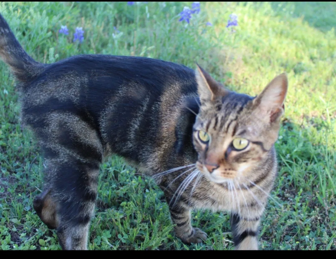 Missing Cat