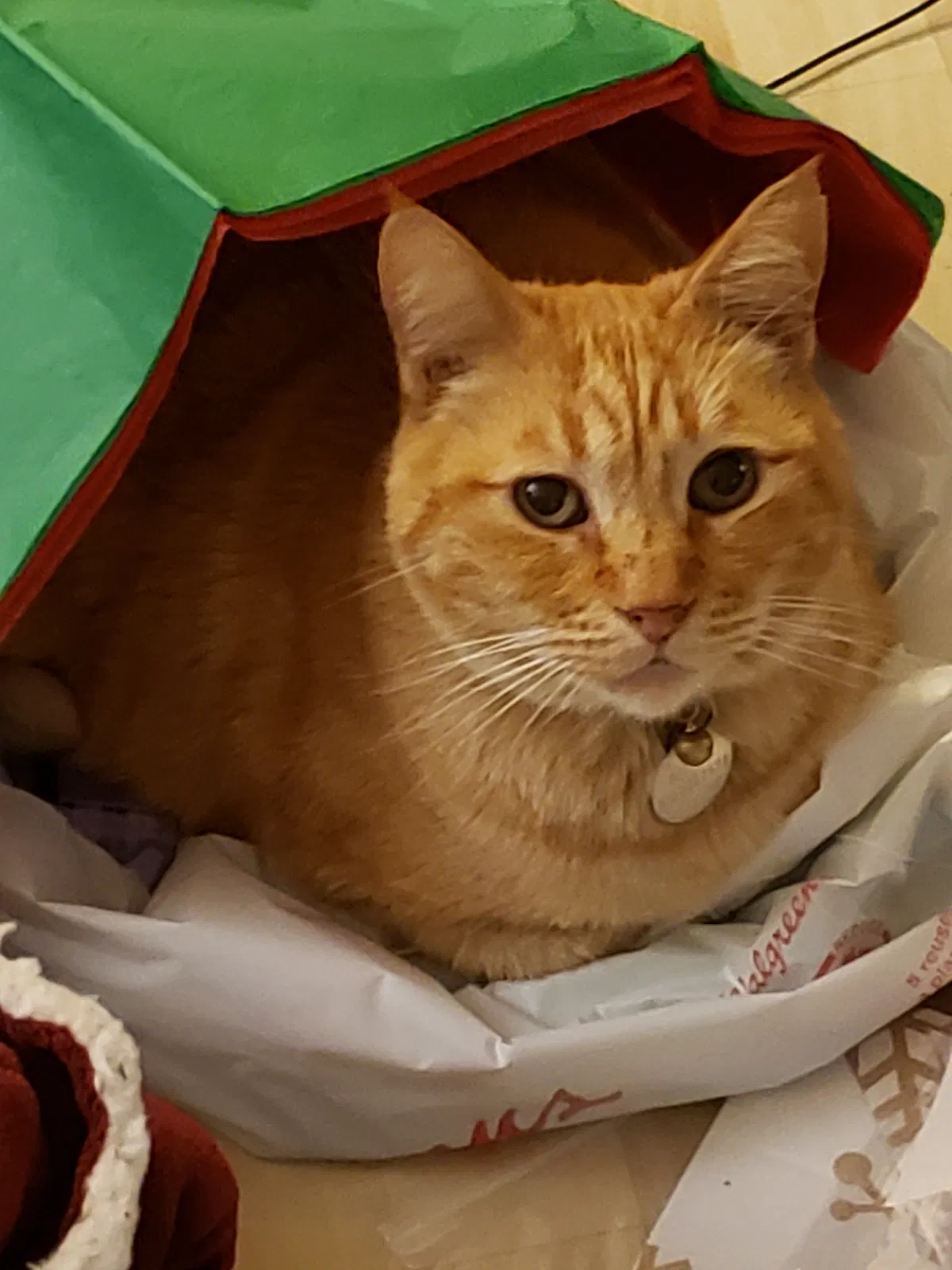 Lost cat in Hayward, CA, 94541
