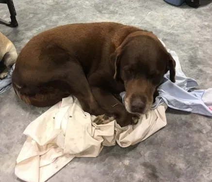 Lost dog in Canyon Lake, TX, 78133
