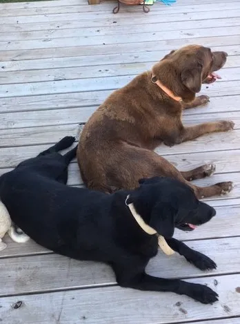 Lost dog in Canyon Lake, TX, 78133
