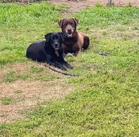 Found dog in Canyon Lake, TX, 78133