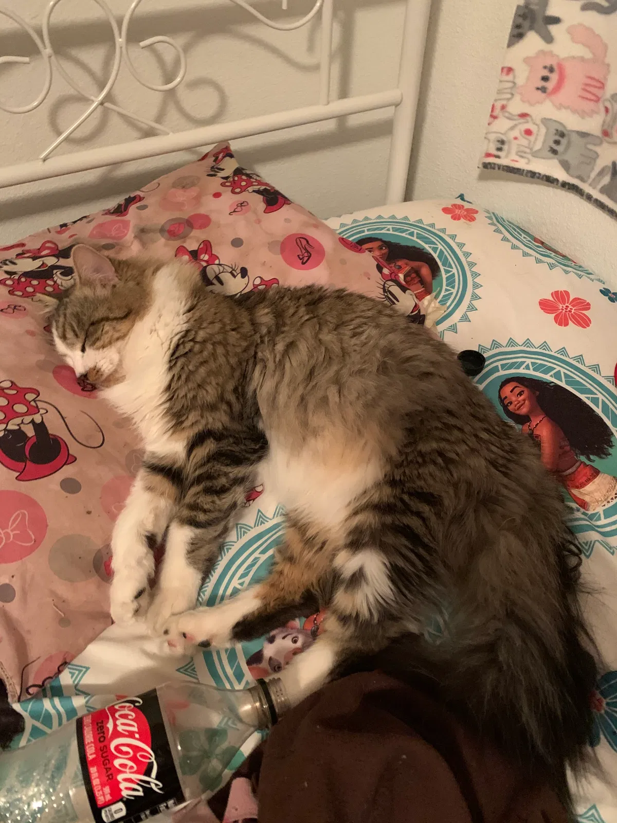 Lost cat in Goodyear, AZ, 85395