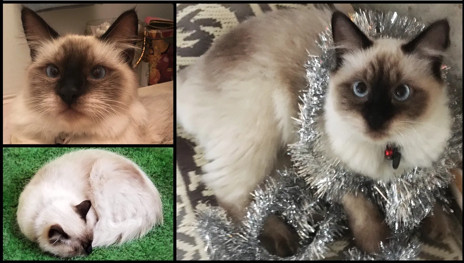Lost cat in Quartzsite, AZ, 85346
