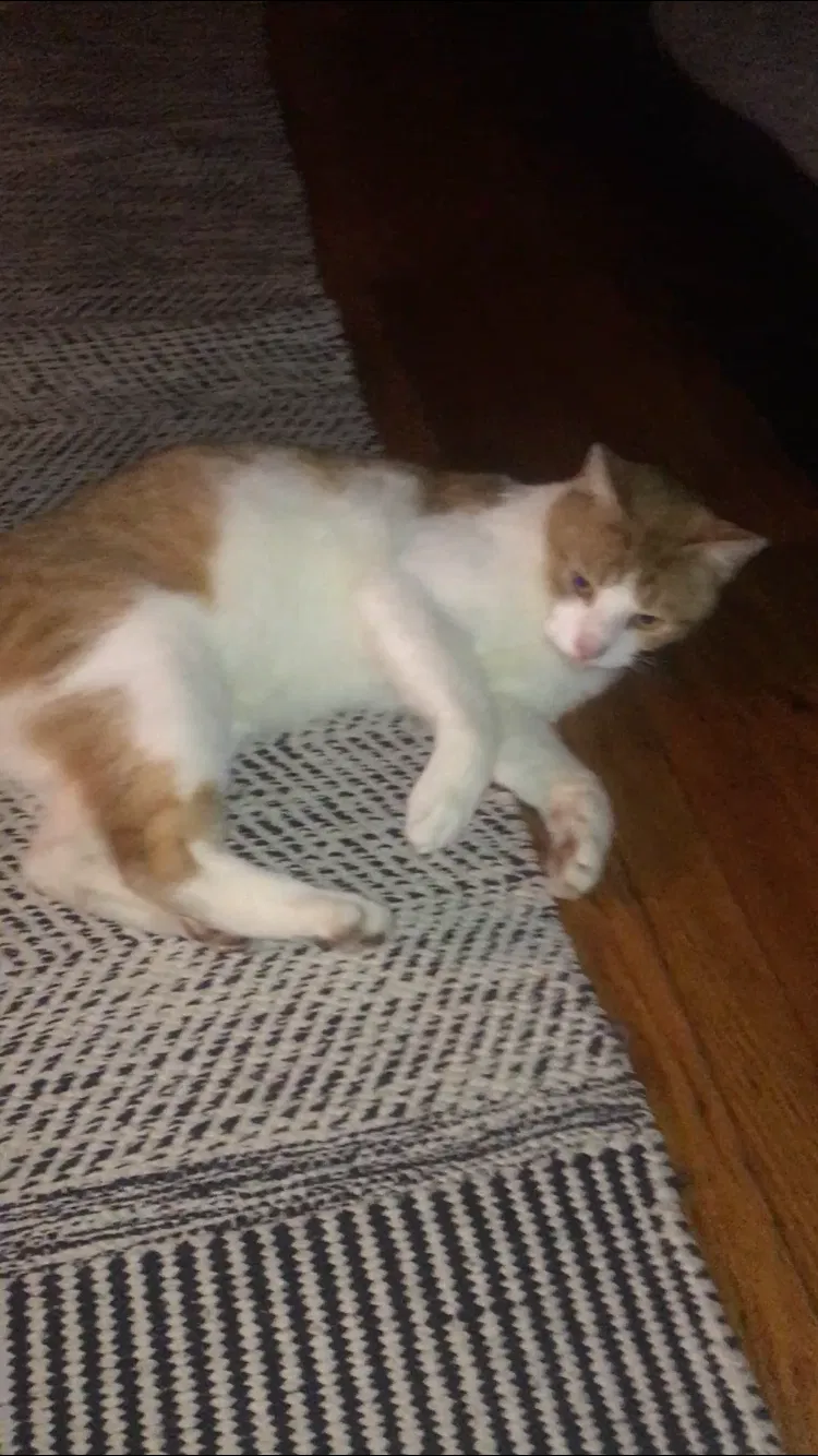 Lost cat in Glenolden, PA, 19036