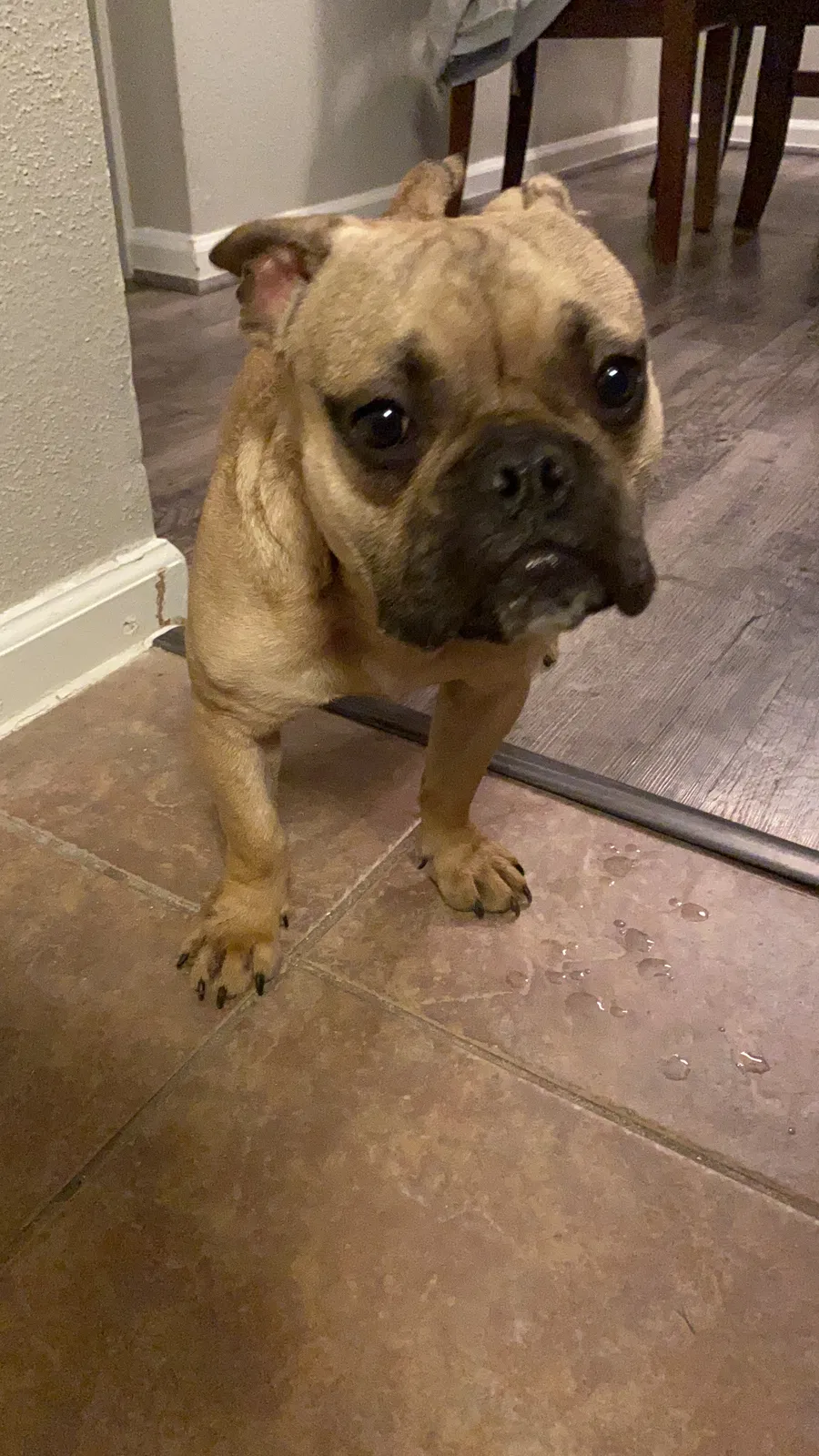 Found dog in Houston, TX, 77065