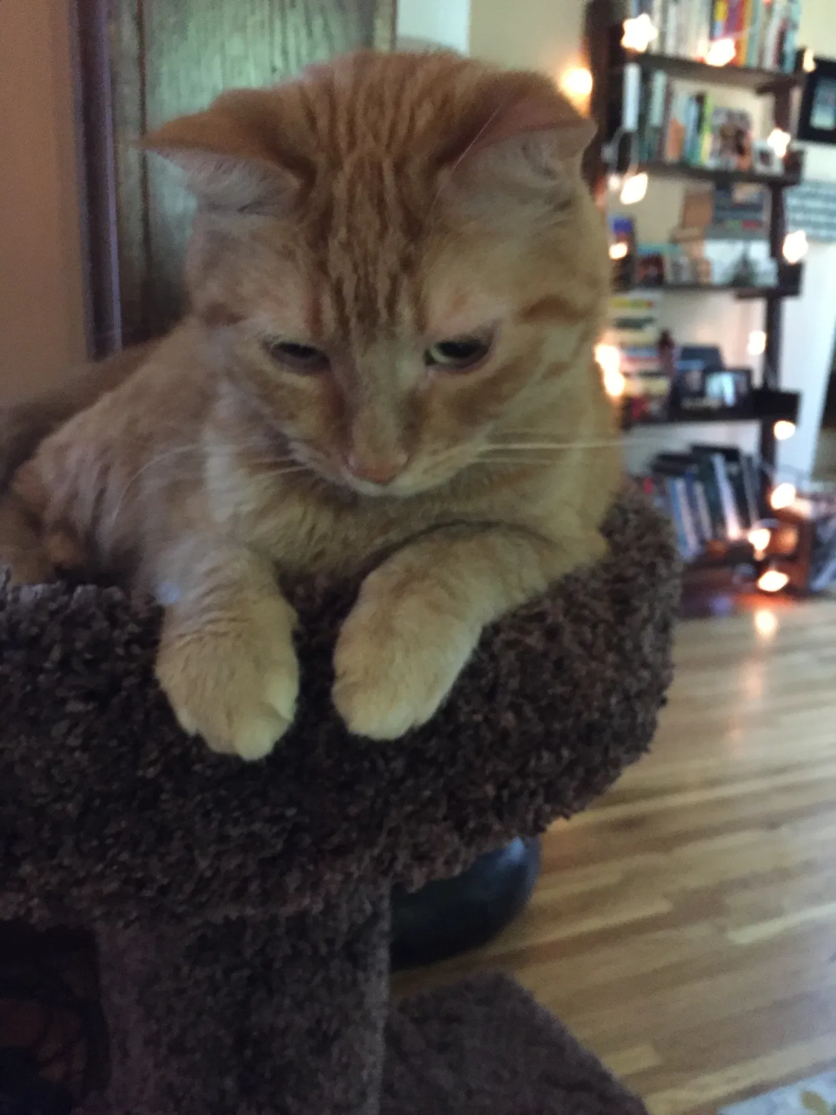 Lost cat in Saint Paul, MN, 55108