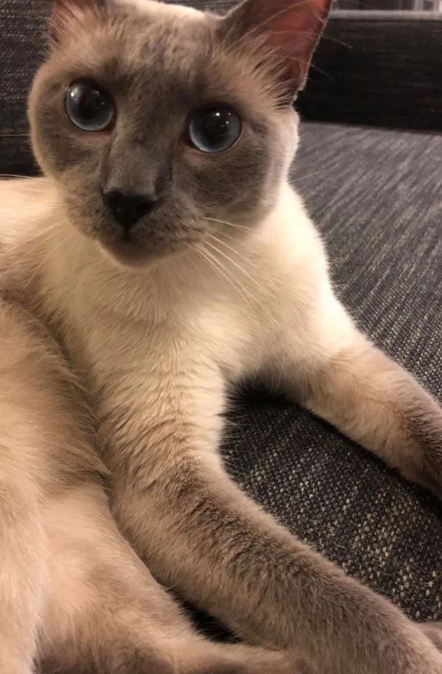 Lost cat in Austin, TX, 78741