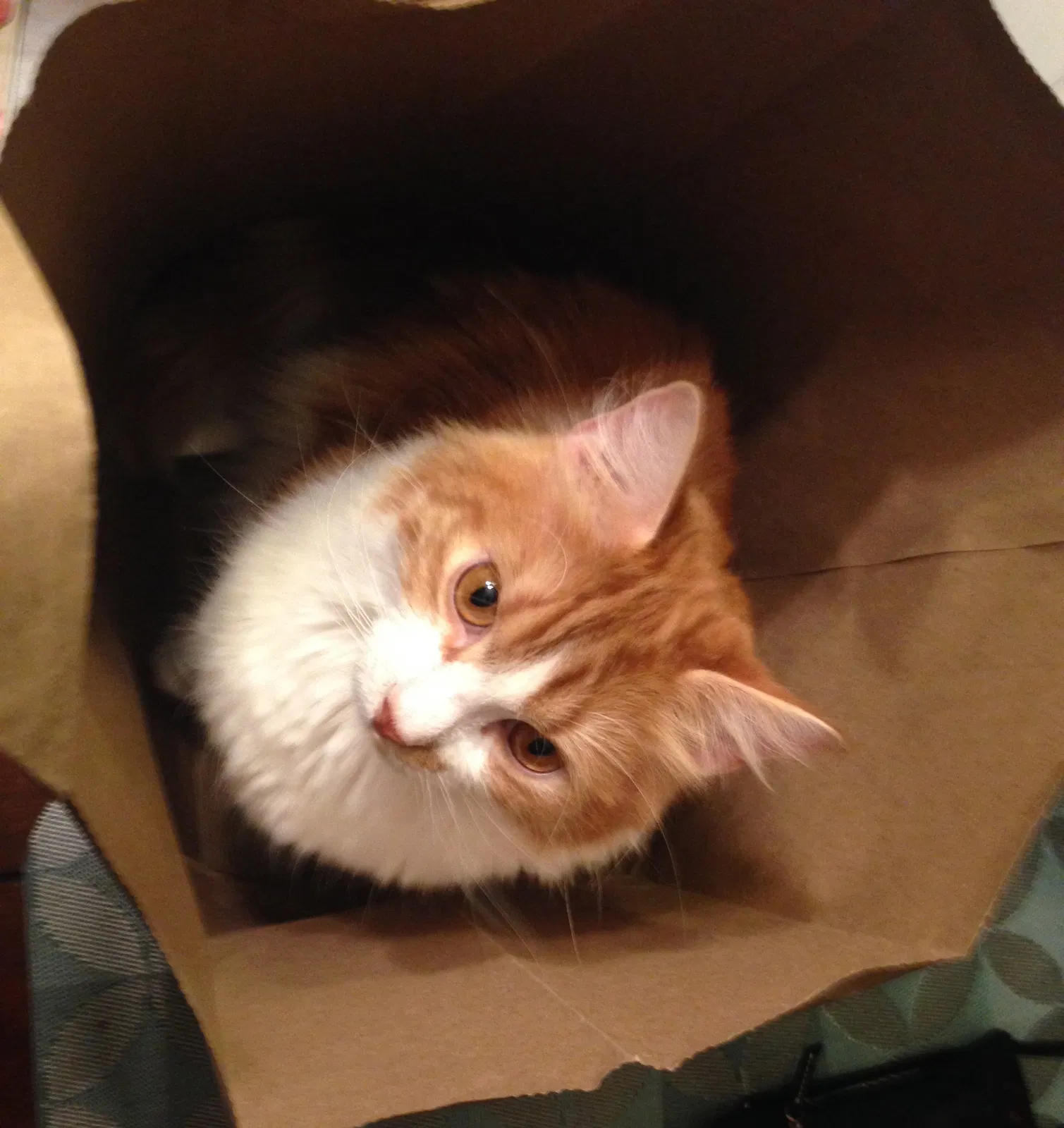 Lost cat in San Antonio, TX, 78230