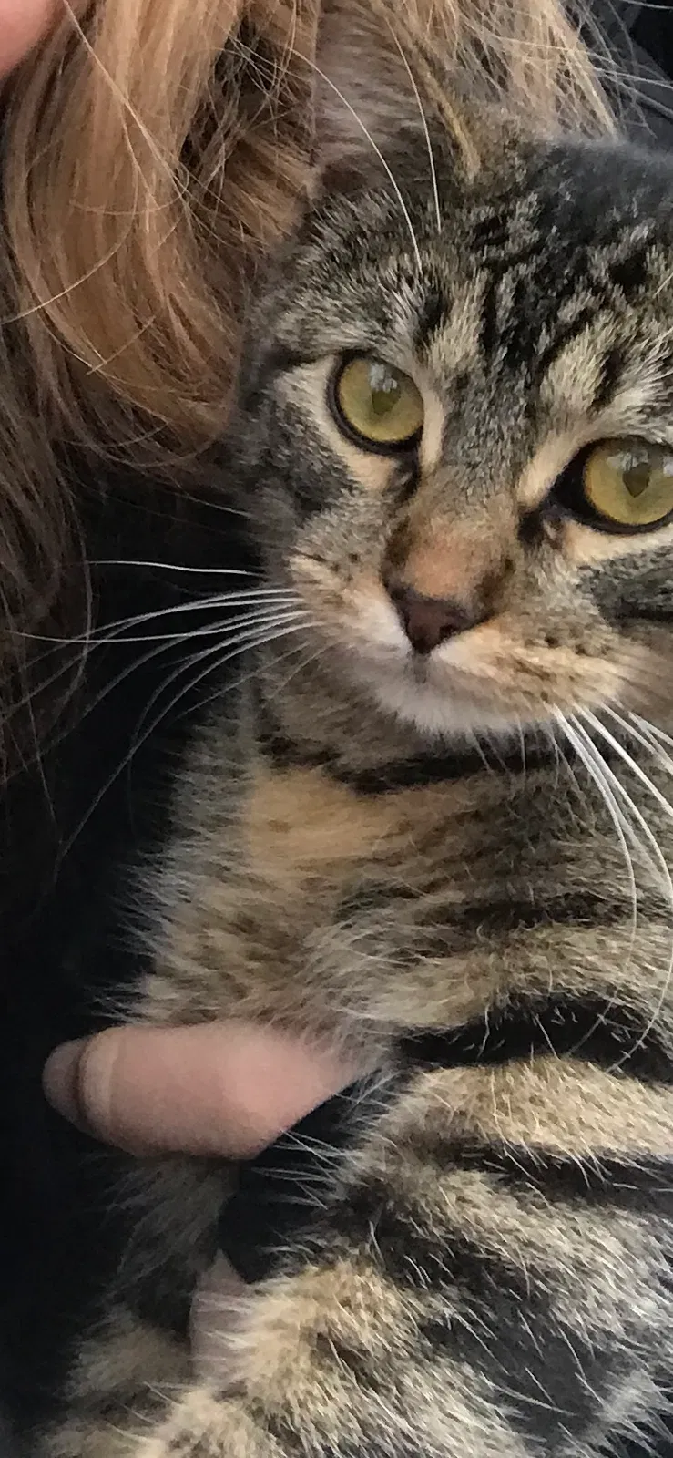 Lost cat in New Lenox, IL, 60451