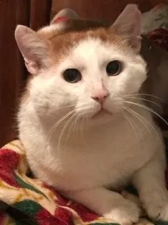 Found cat in Hightstown, NJ, 8520