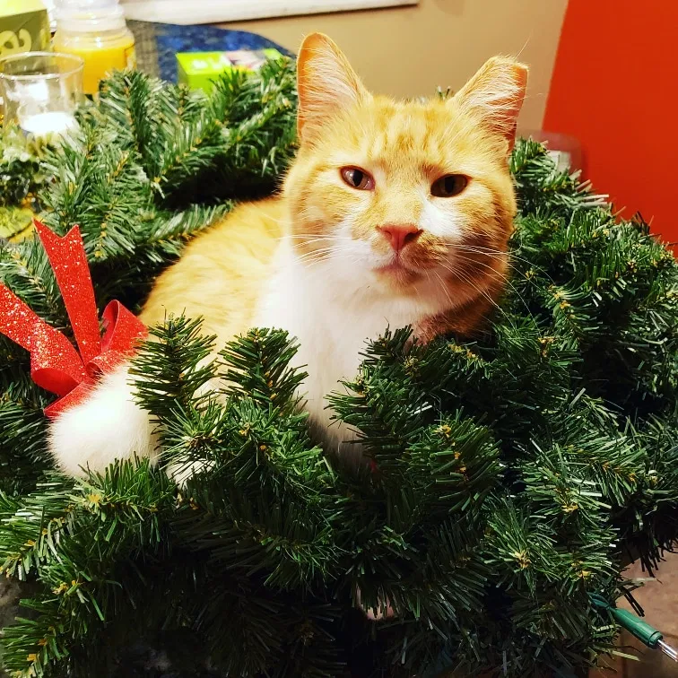 Lost cat in Columbus, OH, 43229