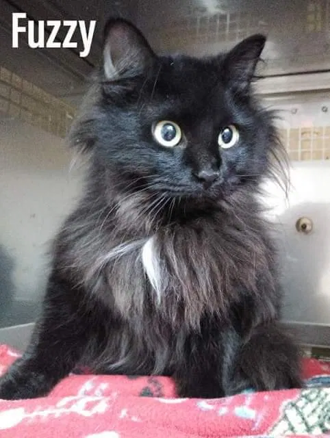 Lost cat in Canal Winchester, OH, 43110