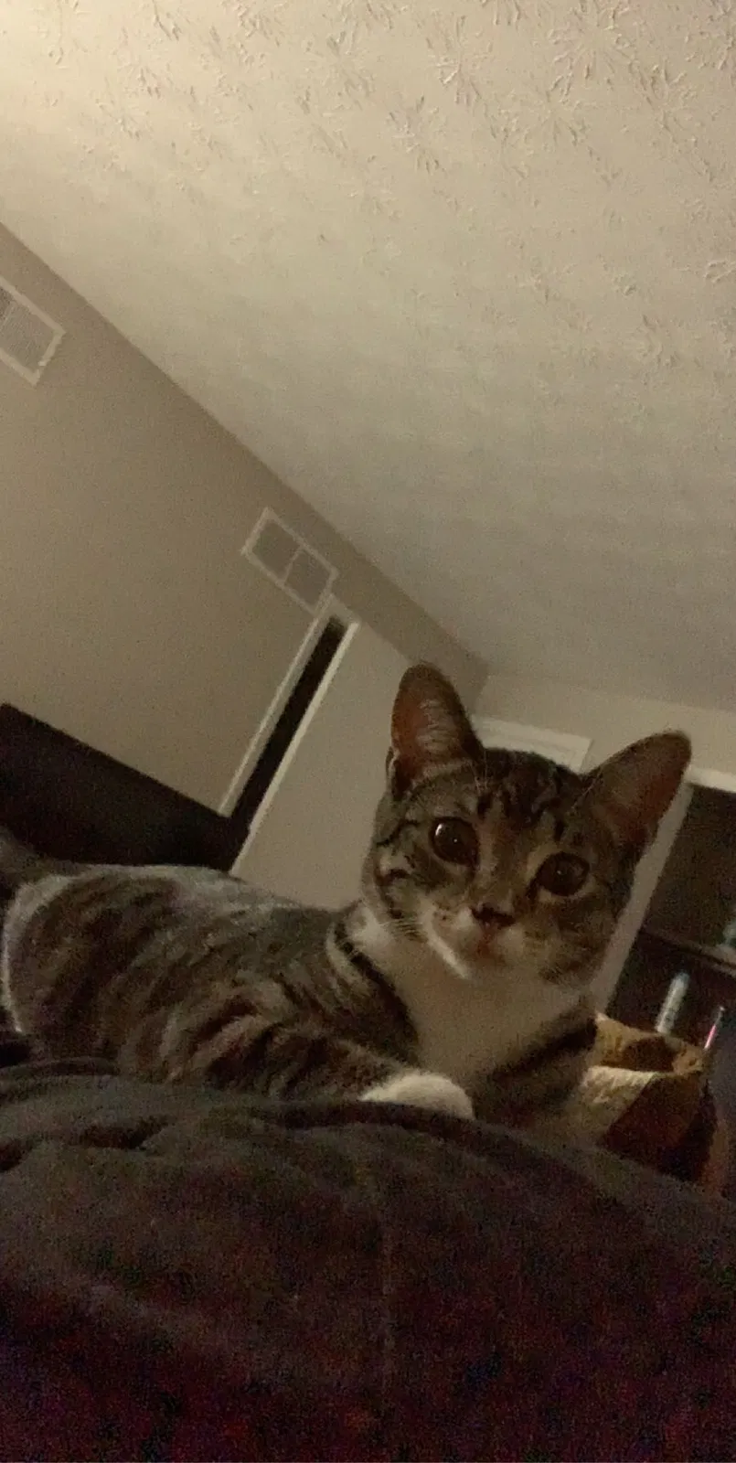 Lost cat in Columbus, OH, 43214